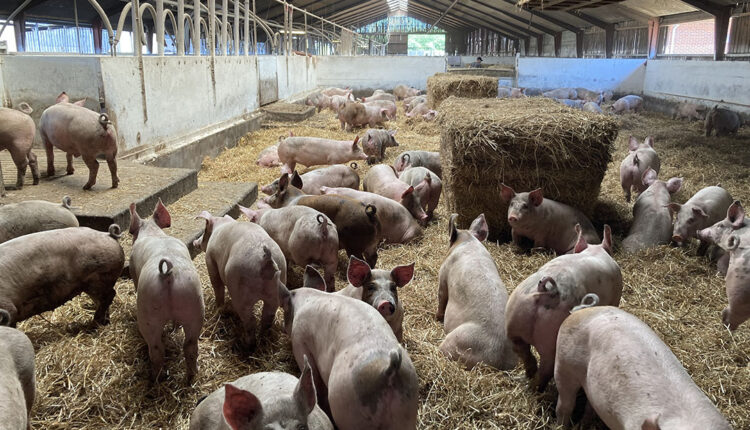 Osun govt urges citizens to embrace pig farming