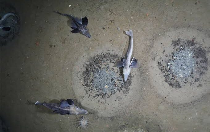 French Court Jails 8 in $2M Endangered Eel Smuggling Case