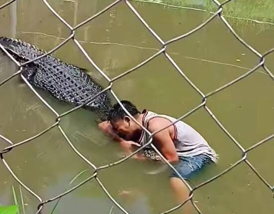 Tourist Mauled by Real Crocodile After Mistaking It for Statue During Selfie Attempt