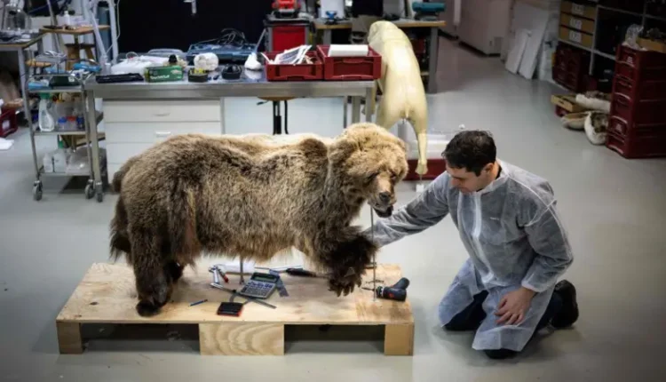 French Hunter Gets Suspended Sentence for Killing Protected Bear