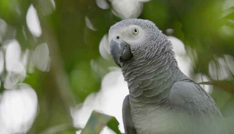 Group seeks stronger protection of parrots in Nigeria