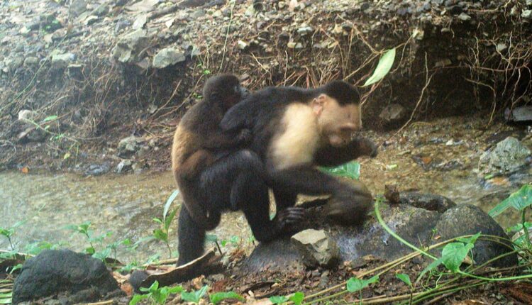 Curious Capuchins: Panama Monkeys Caught Abducting Baby Howlers Without Care