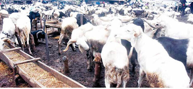 Eid-el-Kabir: Lawmaker purchases 3,000 rams for distribution in Zamfara