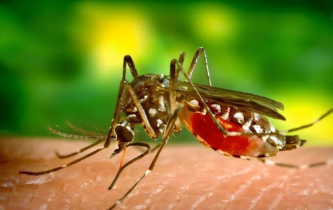 China Cracks Down as Chikungunya Virus Surges Amid Heavy Rains, Heat