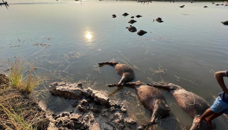 Over 80 Buffaloes Drown in Chobe River After Lion Chase
