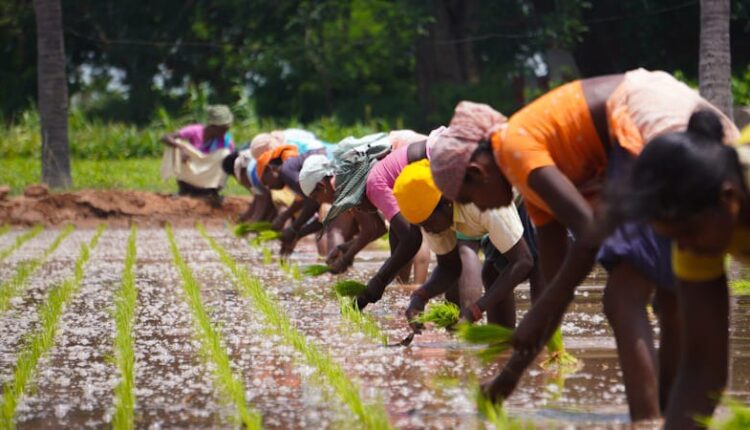 Adamawa: 7,500 women farmers get support to enhance food security