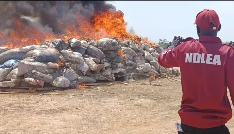 NDLEA Destroys Over 8,000kg of Illicit Drugs in Yobe — First Public Exercise in State History