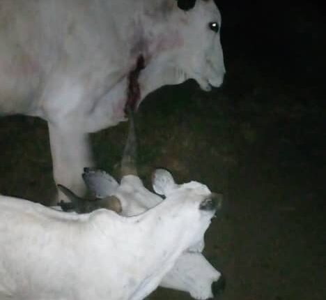 5 killed in Kwi community reprisal after attack on cattle by Berom Militias in Plateau