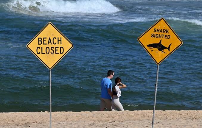 Woman Killed, Man Injured in Shark Attack at Popular Australian Beach