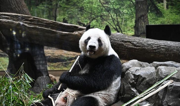 Japan Bids Emotional Farewell to Its Last Two Pandas as They Return to China