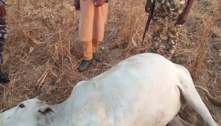 Plateau Communities on Edge as Fresh Cattle Killings Hit Riyom LGA