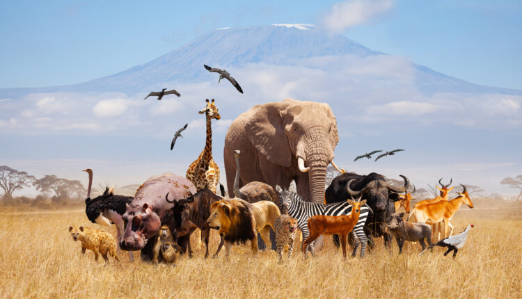 Vanishing Wildlife: NOA Sounds Alarm as Akwa Ibom Launches Conservation Campaign