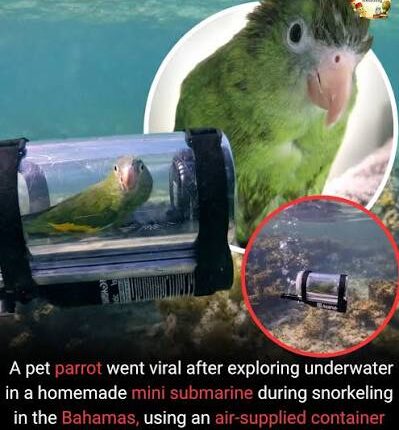 Adventure Parrot Explores Underwater World in Custom Mini-Submarine