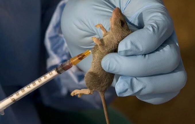 Lassa Fever Outbreak Claims 50 Lives in Taraba as Cases Surge