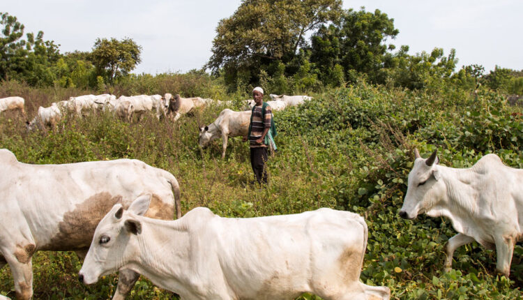 Community in Shock as Herder Is Arraigned Over Alleged Farmer Murder, Mutilation