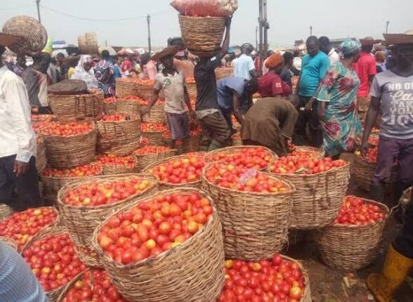 Eid-el-Kabir Shock: Tomato Prices Hit N130,000 Per Basket in Minna Markets