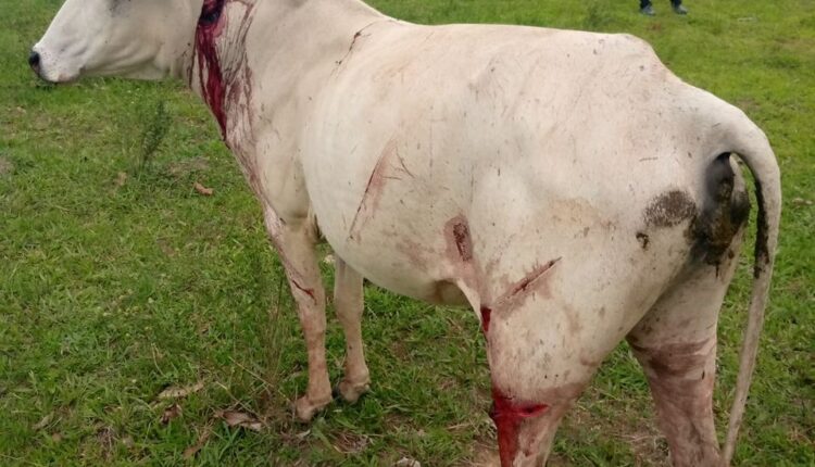 Mangu Violence Escalates: Six Killed in Fresh Attack Less Than 24 Hours After Herdsman Assault
