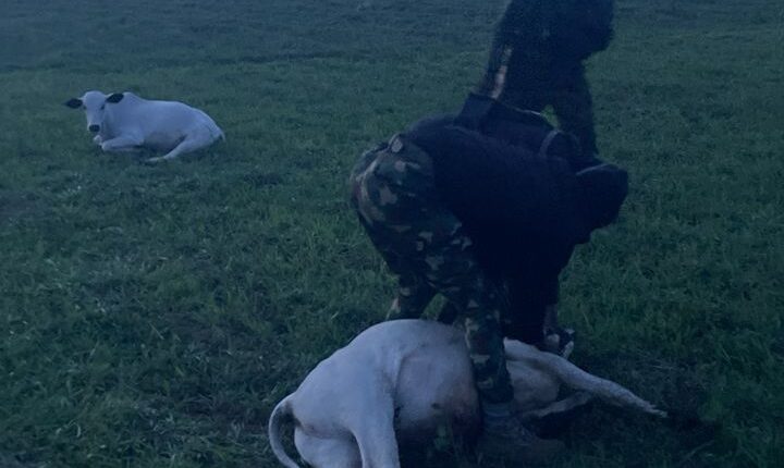 How Berom Militia Kill Two Cows, Injure Calf in Plateau Community