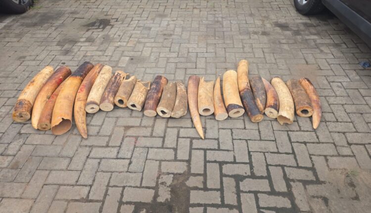 Nigeria Busts Ivory Trafficking Ring, Seizes 130kg Elephant Tusks in Major Wildlife Crime Crackdown