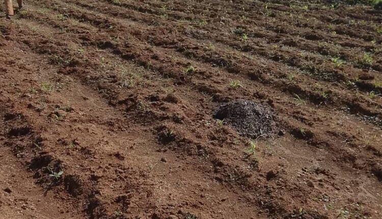 Herders Agree to Pay ₦1million Compensation After Farmland Damage in Plateau