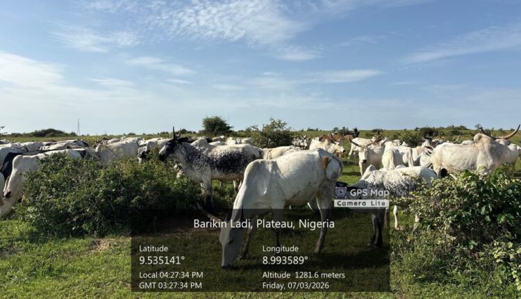 Troops Intercept Cattle Grazing in Restricted Plateau Community as Herders Flee