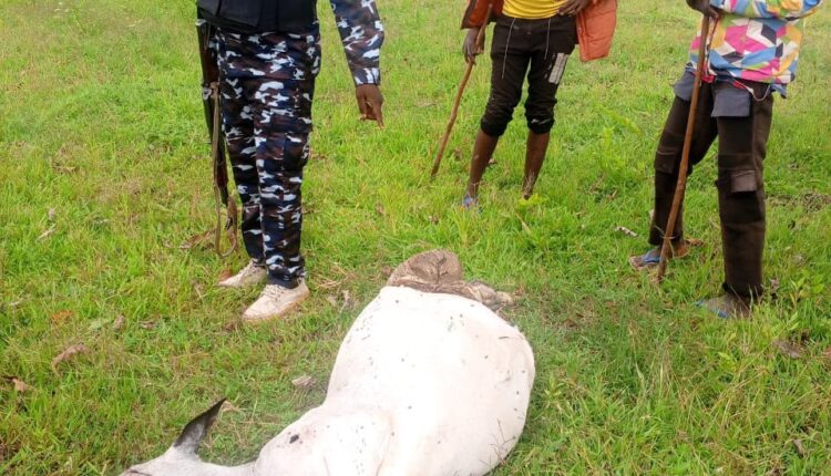 Missing herder, 4 livestock killed by suspected militia elements in Mangu, Plateau