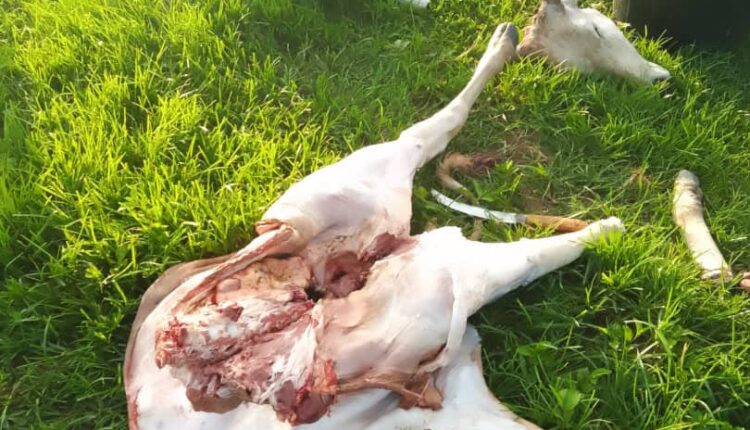 Troops Investigate as Plateau Locals Poisoned Cows in Plateau Community