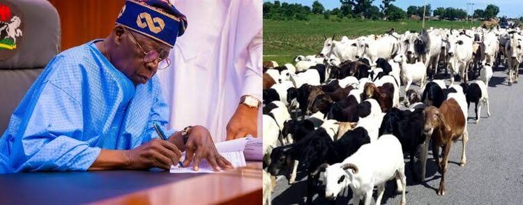 Group Urges Tinubu to Fully Operationalise Livestock Ministry