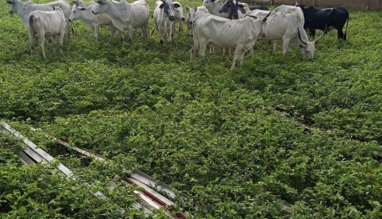 Troops Impound 28 Livestock Over Illegal Grazing, Farm Destruction in Plateau’s Mangu
