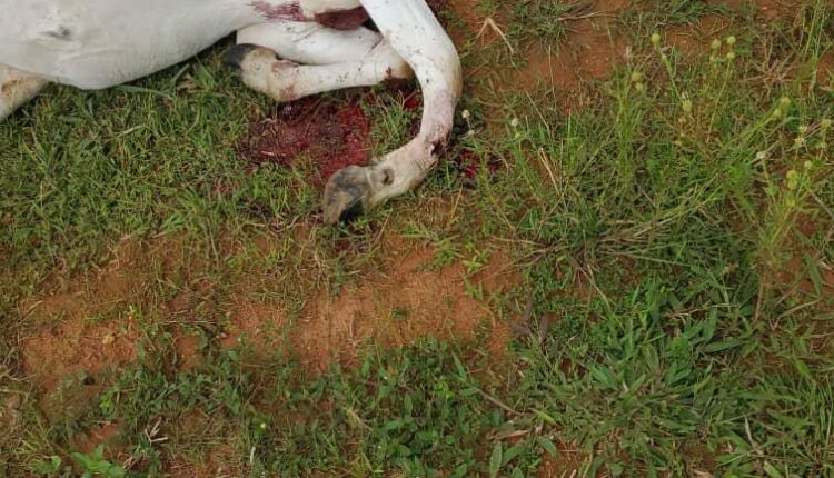 Berom Militia Killed four Fulani Harders, shots 25 Cattle in Fresh Attack in Plateau’s Riyom