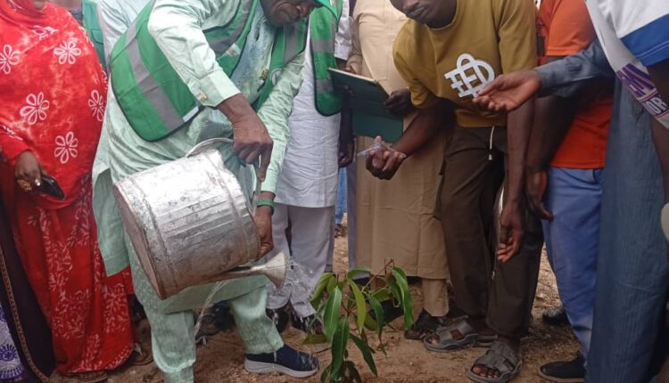 Deforestation: Borno LGA distributes 150, 000 tree seedlings to residents