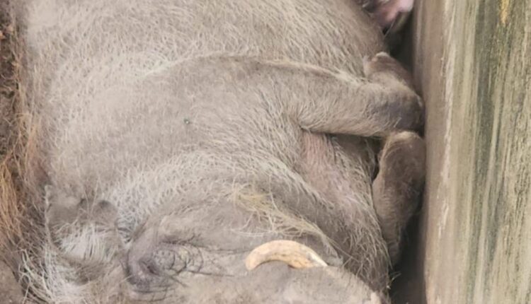Kano Zoo Welcomes Two Warthog Piglets in Conservation Boost