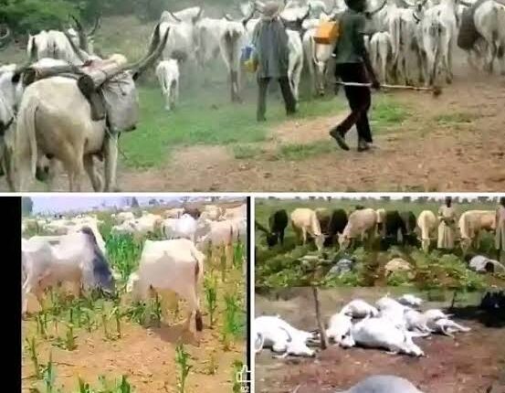 Troops Intercept 40 Cattle Over Alleged Farm Destruction in Plateau