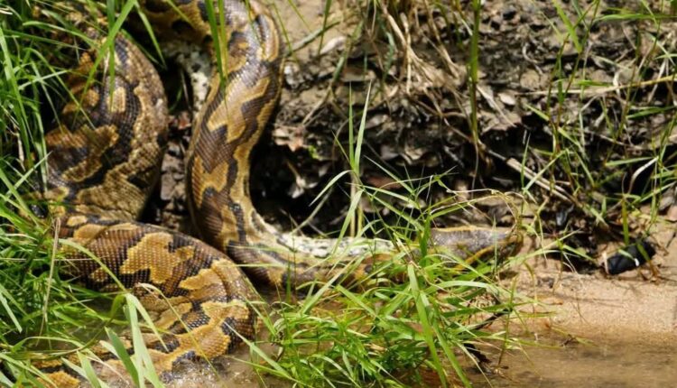 Wildlife Conservation in Chad: Rare Seba Python Reintroduced to National Park