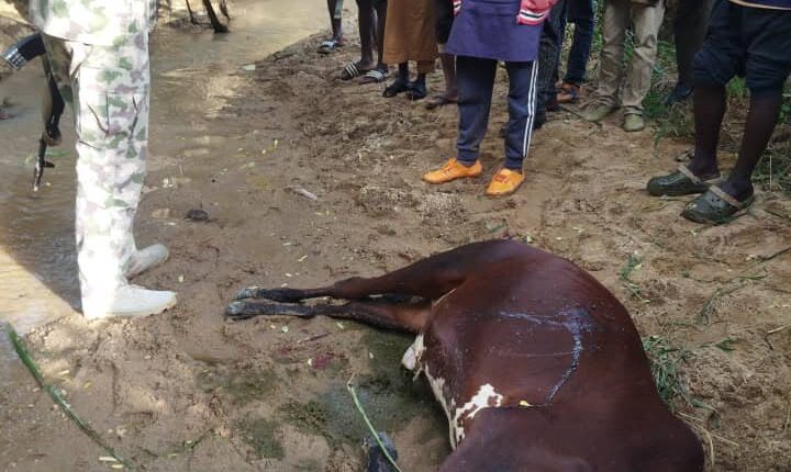 Farmer allegedly kills herder’s cow over crop destruction in Kaduna