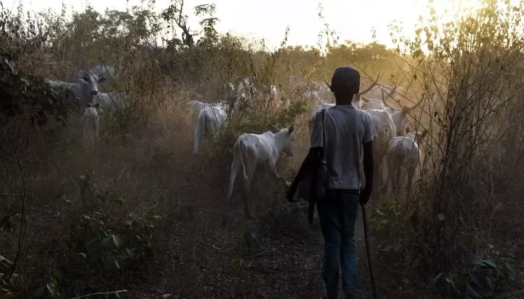 Fresh Plateau Violence: Suspected Cattle Rustlers Attack Vigilante Youth in Bakkanuk